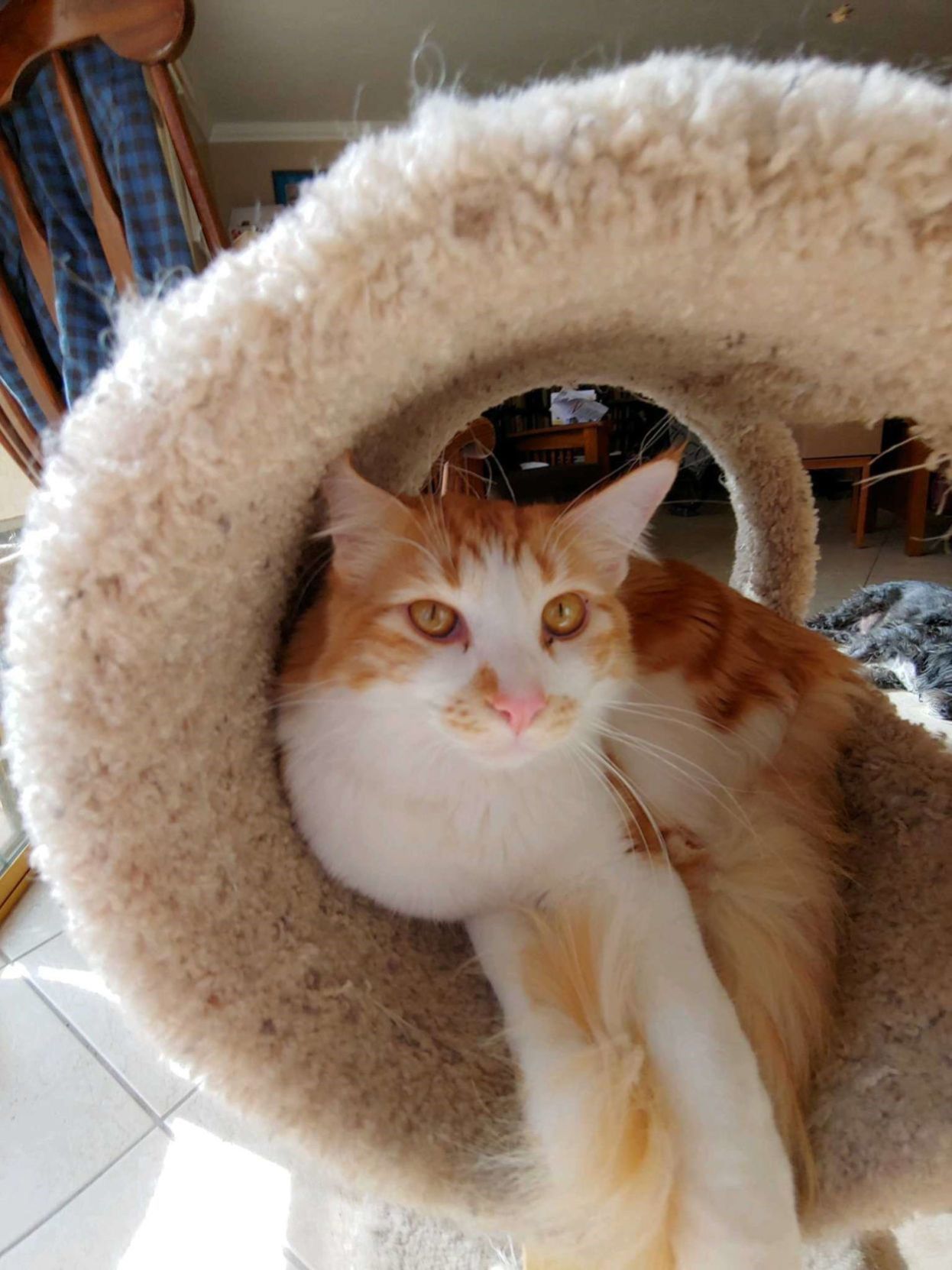 Adopt a friend: Bonito